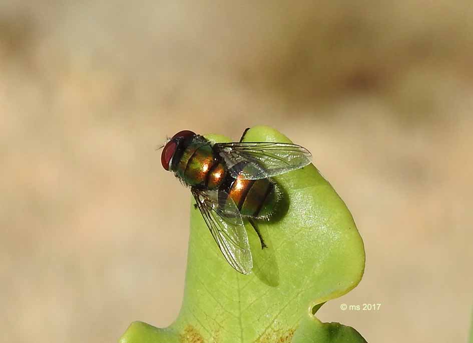 ID Calliphoridae :  maschio di Chrysomya albiceps